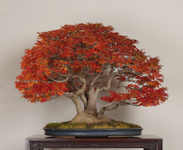 Bonsai galerij