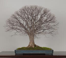 Bonsai galerij