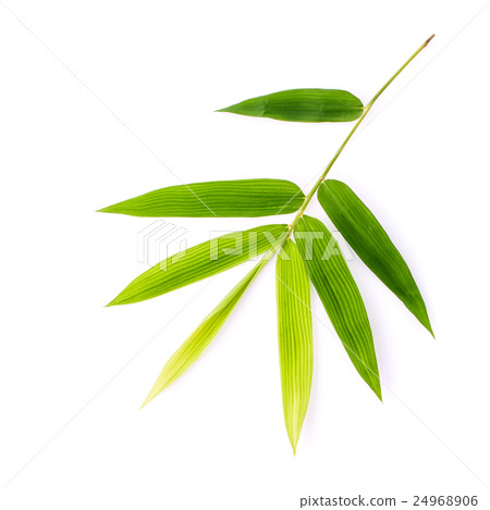 Branch of bamboo leaves isolated on white. 24968906