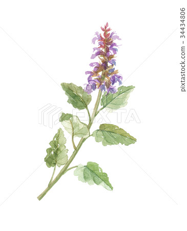 Clary sage - Stock Illustration [34434806] - PIXTA