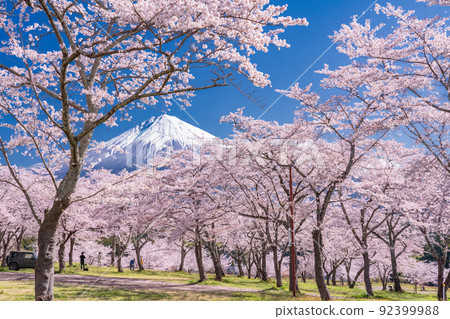 “靜岡縣”富士山和櫻花盛開 92399988