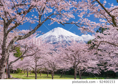 “靜岡縣”富士山和櫻花盛開 92400153