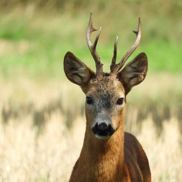 Mehr über den Artikel erfahren REHE