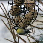 Besuch im Garten 2