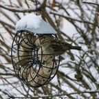 Besuch im Garten 1