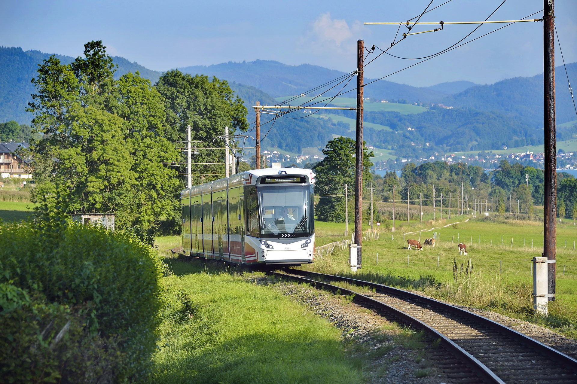 Aterseebahn auf dem Weg nach Vöcklamarkt, daneben grasen Rinder auf der Wiese, im Hintergrund der Attersee