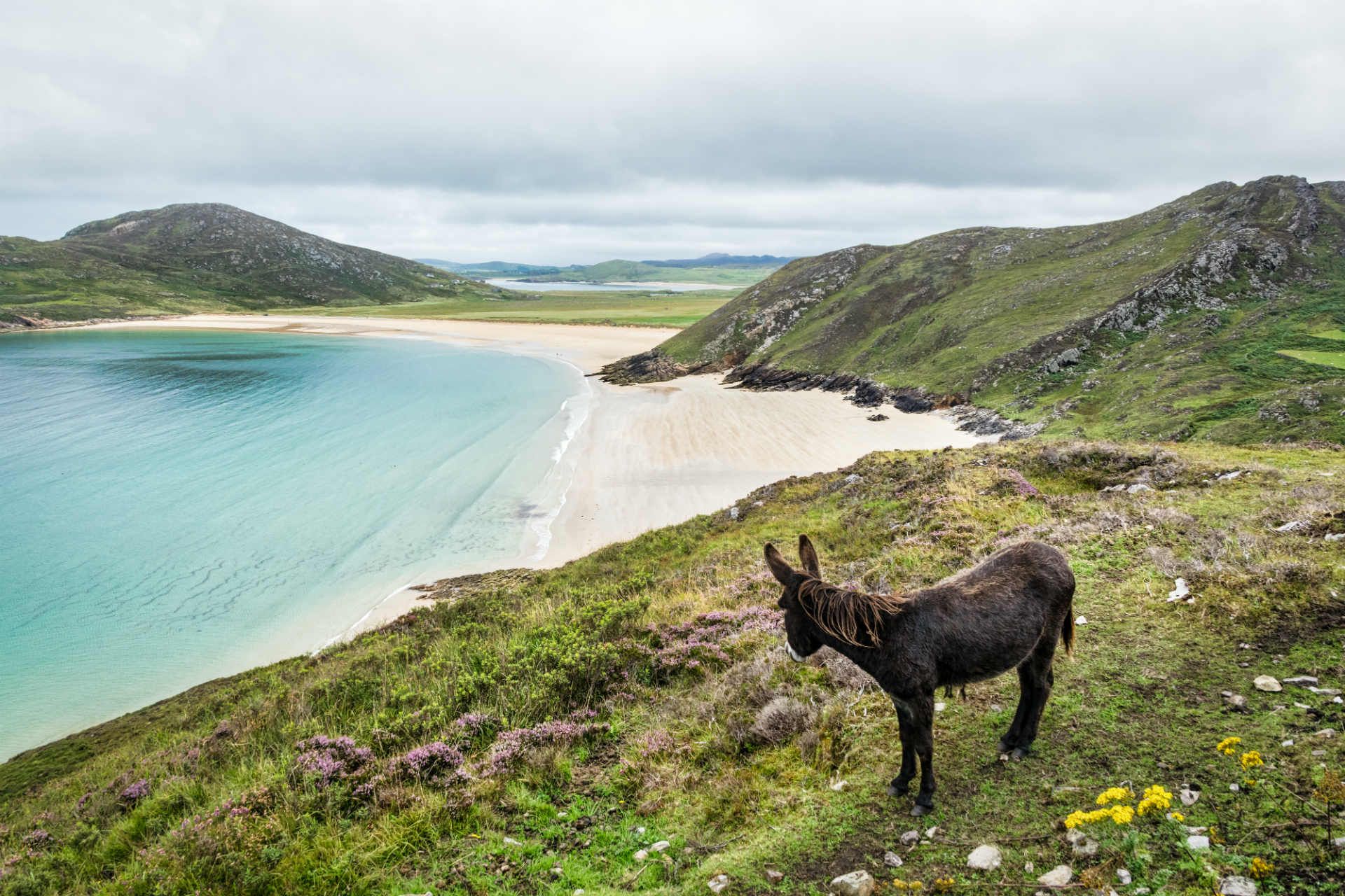 beach-donkey-tra-na-rossan-bay-county-donegal-ireland-shutterstock_1165303420