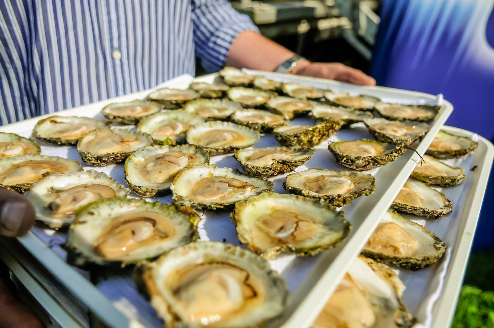 Galway oysters at the International Oyster Festival