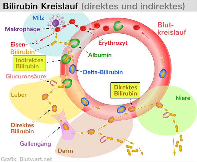 Bilirubin