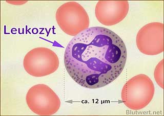 Leukozyt (Granulozyt) neben Erythrozyten