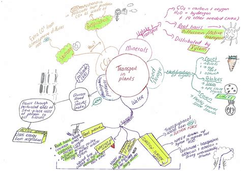 Magh Sci Mind Map Transport In Flowering Plants