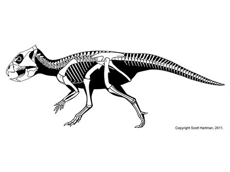 Archaeoceratops Skeleton Drawings Skeleton Art Dinosaur Drawing