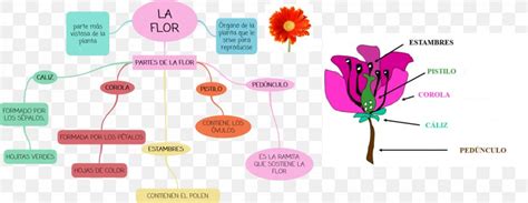 Mind Map Designs Simple In Flowers Amugeona Web