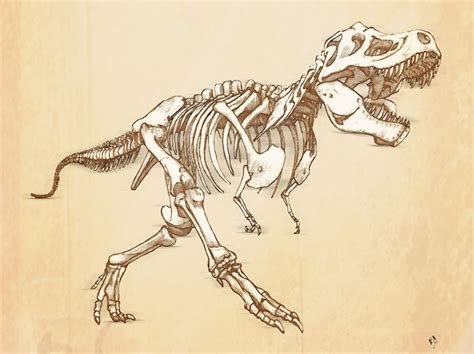 T Rex Drawing Skeleton Skeleton Artwork Skeleton Drawings