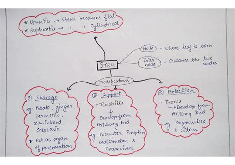 Solution Mind Map Morphology Of Flowering Plants Studypool