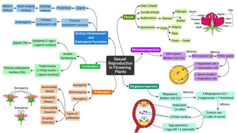 Sexual Reproduction In Flowering Plants Mindmap