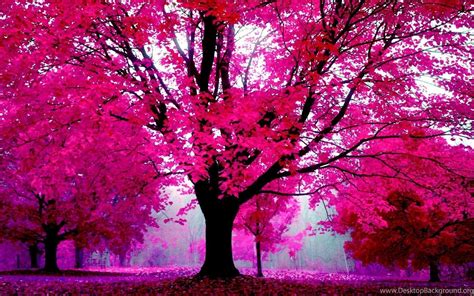 Pink Nature Wallpapers Top Free Pink Nature Backgrounds Wallpaperaccess