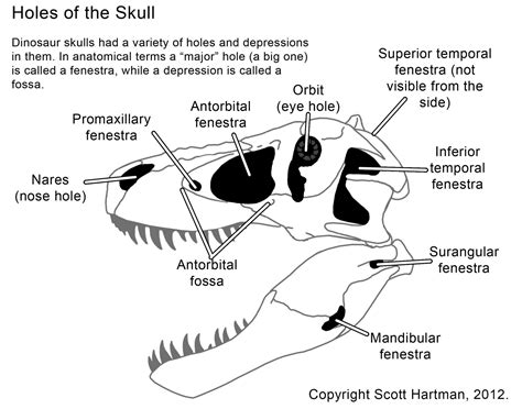 Animal Skull Drawing Animal Skulls Dinosaur National Park Skull