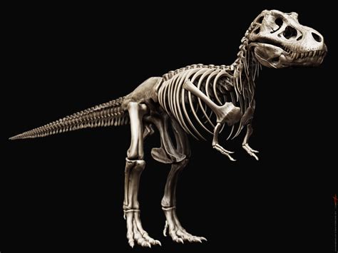 Tyrannosaurus Rex Skeleton By Damir G Martin On Deviantart