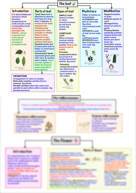 Solution Morphology Of Flowering Plants Mind Map Studypool