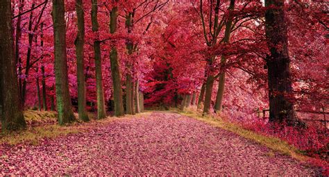 Pink Trees Nature Hd Wallpaper Wallpaper Flare