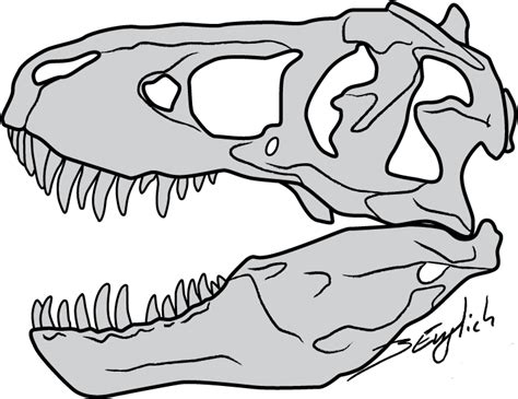 T Rex Skull By Belverine On Deviantart Dinosaur Drawing Skeleton