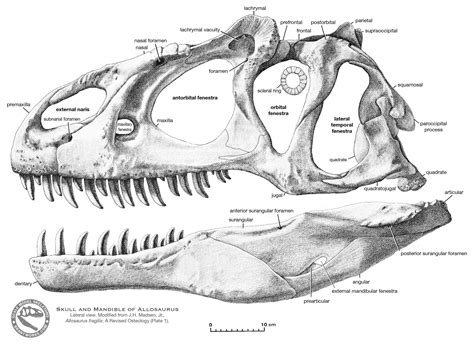 Prehistoric Animals Zoology Art Dinosaur Fossils