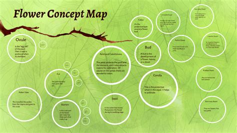 Flower Concept Map By Korynna Olson On Prezi