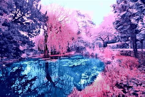 Pink Tree By Lake Wallpapers Wallpaper Cave