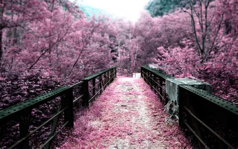 Pink Nature Wallpaper Wallpapersafari