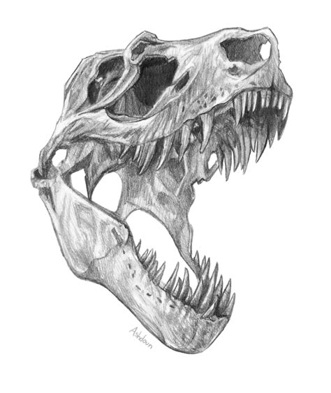 T Rex Skull By E On Deviantart Skeleton Drawings