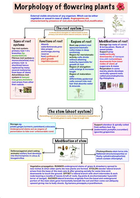 Solution Morphology Of Flowering Plants Mind Map Studypool