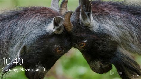 How To Set Bing Daily Image As Lock Screen In Windows 10