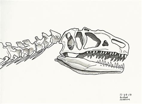 Dinosaur Skeleton Drawing