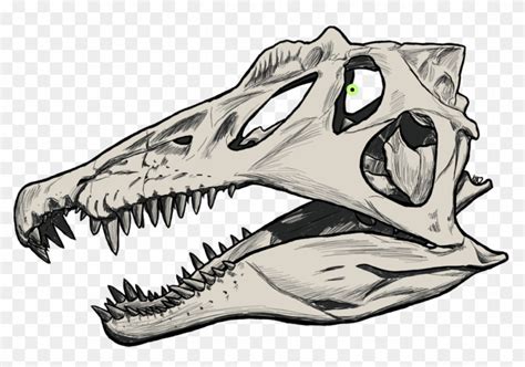 Dinosaur Drawing Skull Spinosaurus Skull Sketch Hd Png Download