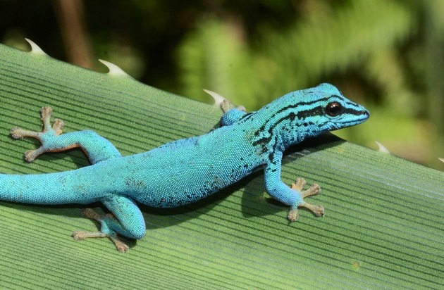 Verband der Zoologischen Gärten (VdZ): Zootier des Jahres 2024: Geckos schützen, Lebensräume bewahren / Kampagne zieht Bilanz über Erfolge