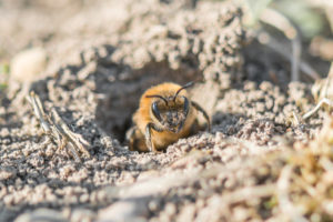 erdbienen-vertreiben