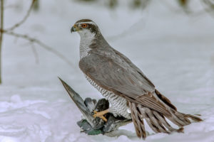 greifvogel-vertreiben