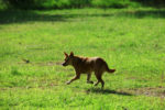 hunde-vertreiben