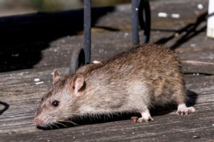 ratten-unter-holzterrasse