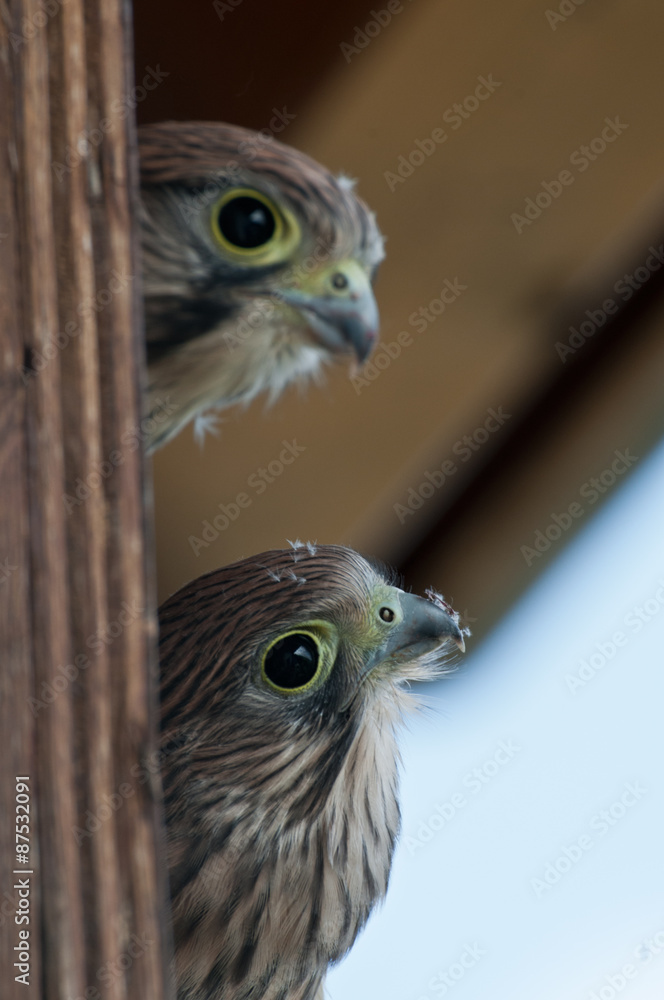 zwei neugierige Turmfalkenjungvögel blicken um die Ecke