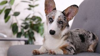 merle Cardigan welsh corgi