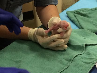 One of the newborn panda twins at the National Zoo.