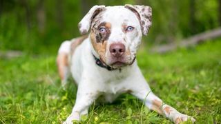 Catahoula Leopard Dog