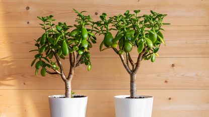 Jade plants in white pots