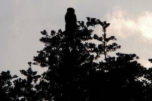 nature, Plants, Animals, Silhouette