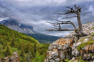 nature, Landscape, Mountain, Cliff, Forest, Clouds, Overcast, Trees, Dead Trees