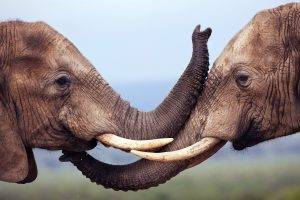 nature, Animals, Wildlife, Elephants