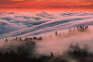 nature, Landscape, Mist, Forest, Clouds, Trees