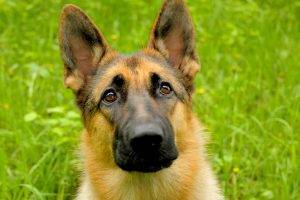 dog, German Shepherd, Animals